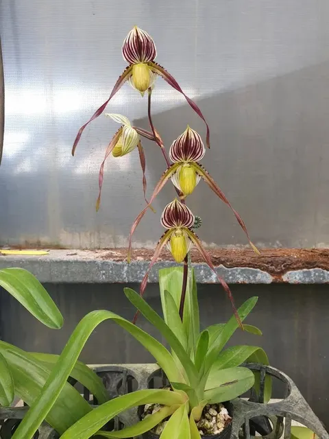 Paphiopedilum philippinense var. laevigatum 'In-Charm' (Paphiopedilum)