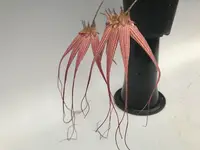 Bulbophyllum Elizabeth Ann 'Buckleberry' FCC/AOS (longissimum x rothschildianum)