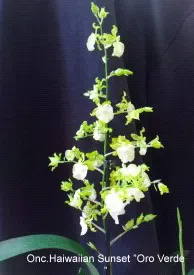 Oncidium Hawaiian Sunset 'Oro Verde' (Oncidium)