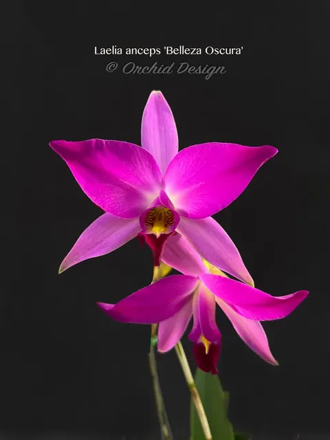 Laelia anceps 'Belleza Oscura' (Laelia)