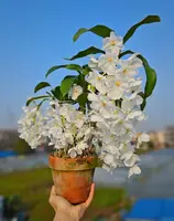 Dendrobium farmeri fma. petaloid album ‘Hsinying’ GM/JOGA
