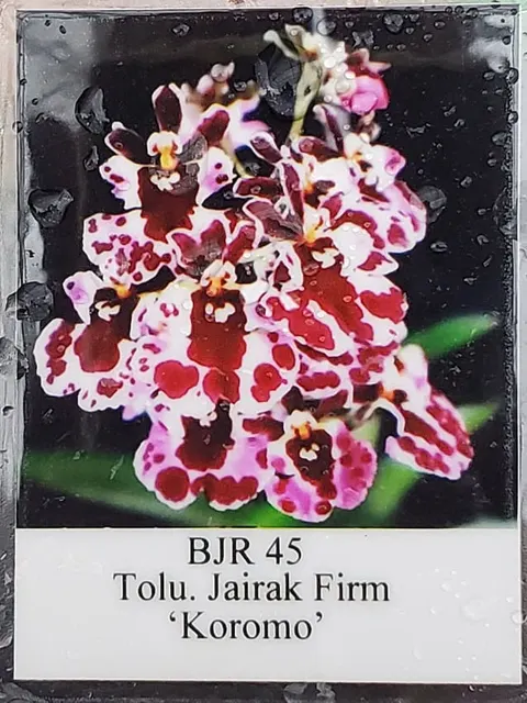 Tolumnia Jairak Firm Koromo (Tolumnia)