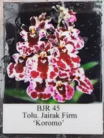 Tolumnia Jairak Firm Koromo