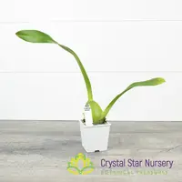 Wilhelmara Pinot Princess 'Scary' (H995) — 1.7" Pot Oversized / Without Spike
