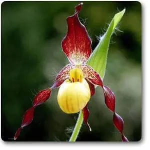 Cypripedium parviflorum (Cypripedium)