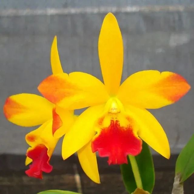 Cattlianthe Tropical Trick (Cattlianthe)