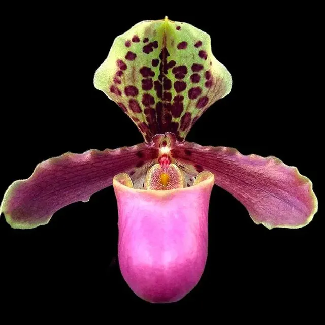 Paphiopedilum henryanum x self