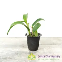 Rhyncholaeliocattleya Kyle 'Heart of Gold' HCC/AOS