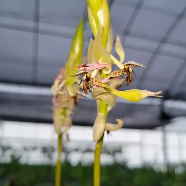 Bulbophyllum schinzianum (Bulbophyllum)