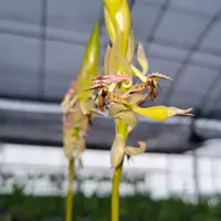 Bulbophyllum schinzianum ‘Rogue’s Africa’ x self