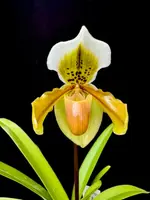 Paphiopedilum exul (dark)