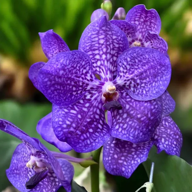 Vanda NITAYA Vioblue - Flori Mari