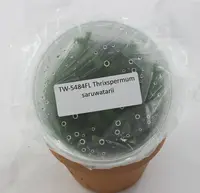 FLASK Thrixspermum saruwatarii