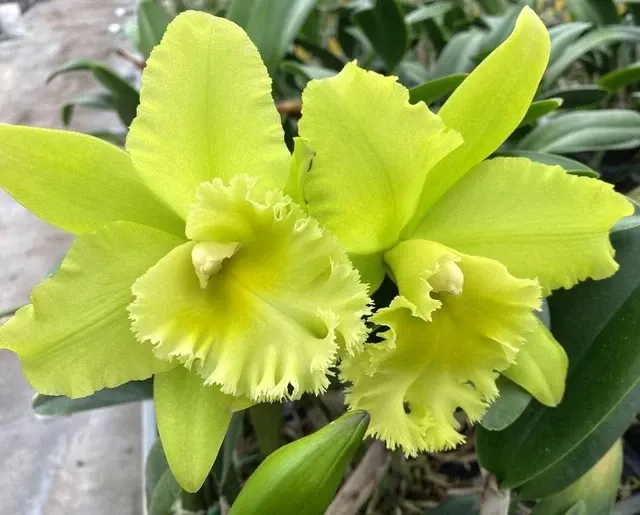 Rhyncholaeliocattleya Ports Of Paradise AM/AOS *parfumata 'Green Ching Hua'