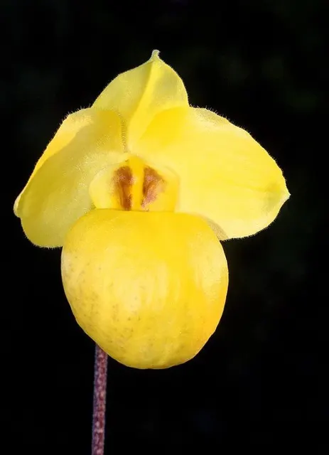 Paphiopedilum armeniacum 'Super Cool' (Paphiopedilum)