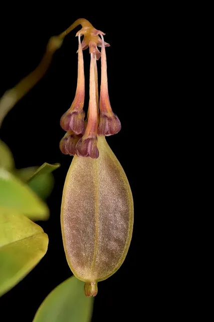 Bulbophyllum physometrum sp