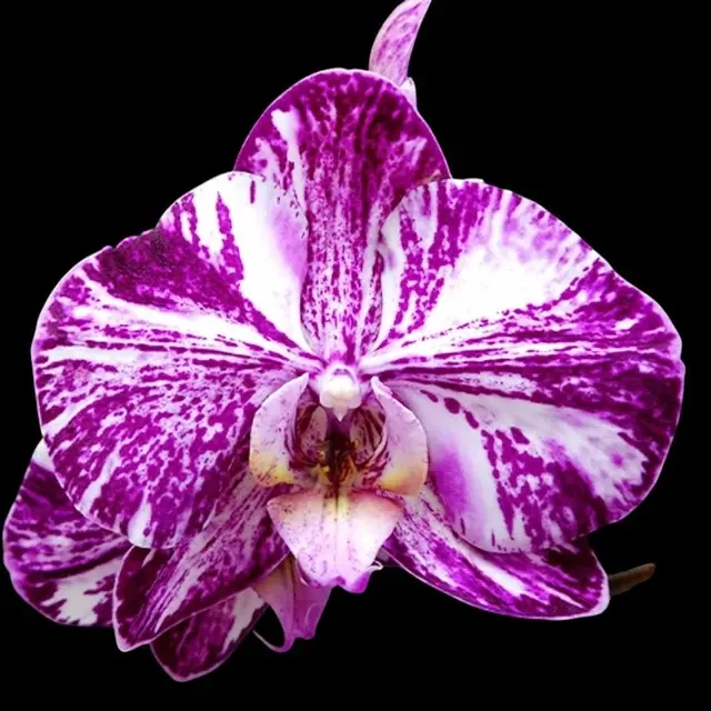 Phalaenopsis Miki Chocolate '518'