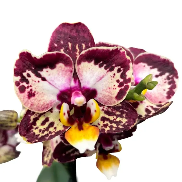 Phalaenopsis ‘Limited #59’