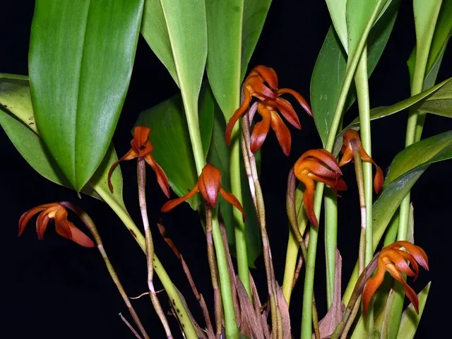 Maxillaria calantha v amarillenta