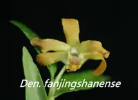 Den. fanjingshanense x sib (DS187) ( - - fanjingshanense )