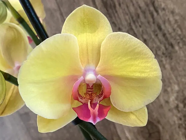 Phalaenopsis I-Hsin Sunny Girl
