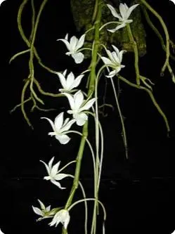 Aerangis verdickii (Aerangis)