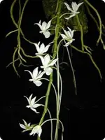 Aerangis verdickii