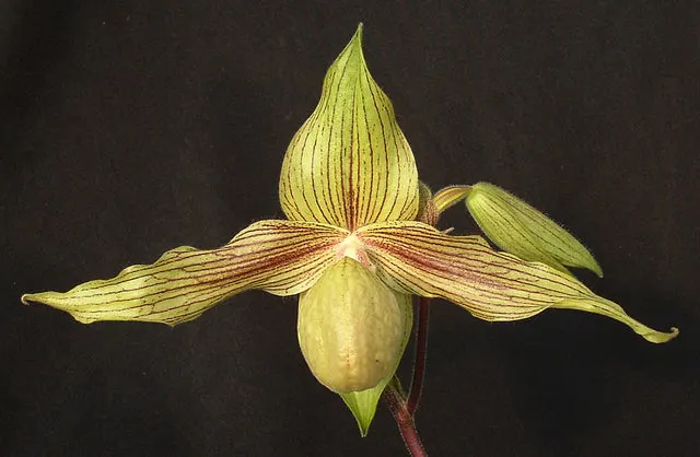 Paphiopedilum Harold Koopowitz 'Wonder Wings'