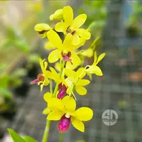 Dendrobium Orchid Plant Giveby God #72 Yellow Red Lip - Mature With Buds/Flower
