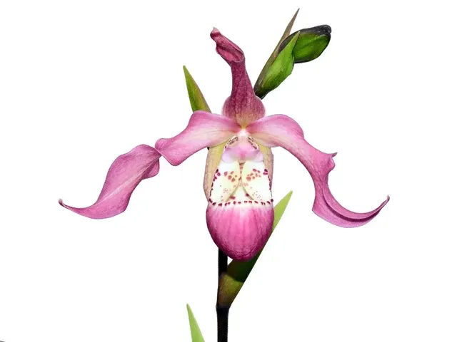 Phragmipedium Wayne Riggs (Phragmipedium)