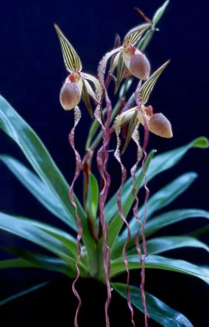 Paphiopedilum sanderianum x sib (Paphiopedilum)