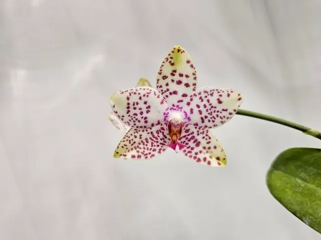 Phalaenopsis Brother Princess 'Hai Tung'