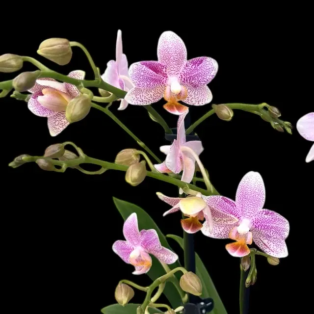 Phalaenopsis Little Star Parfumata
