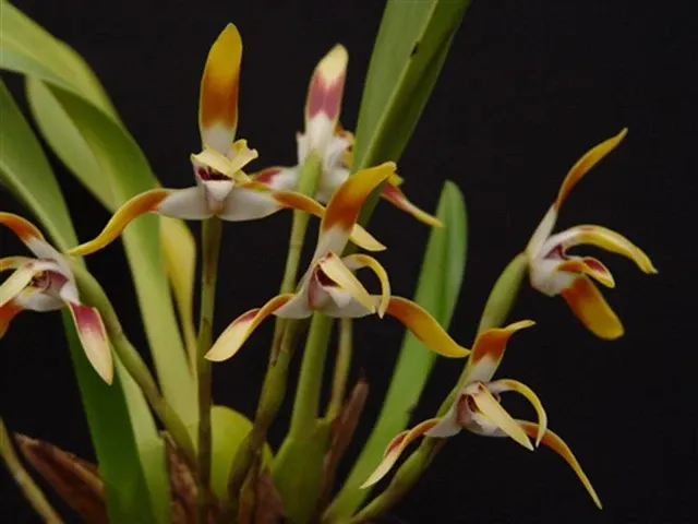 Maxillaria triloris