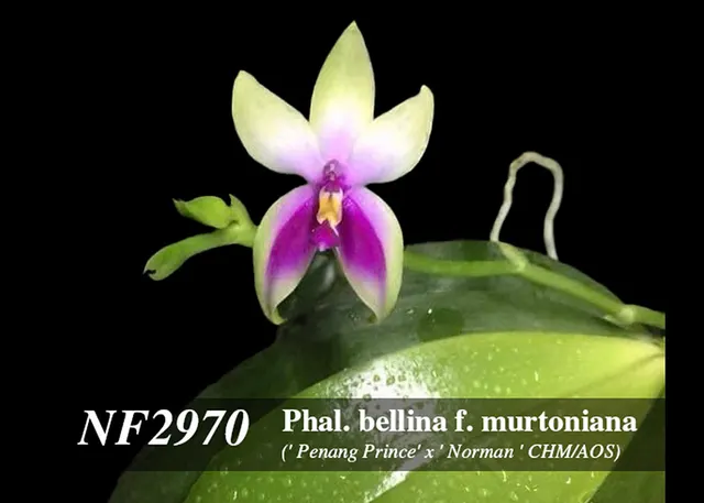 Phalaenopsis bellina f murtoniana 'Penang Prince'