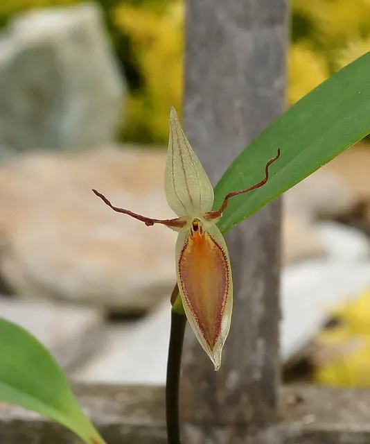 Pleurothallis hemirhoda