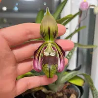 Paphiopedilum sangii