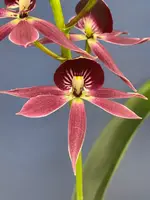 Guarechea BLACK COMET ‘Octopus’ (Miva Etoile Noire x cochleata)