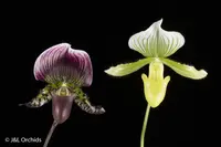 Paphiopedilum Maudiae hybrid - NOT in spike, flower or Bud
