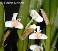Cadetia taylori