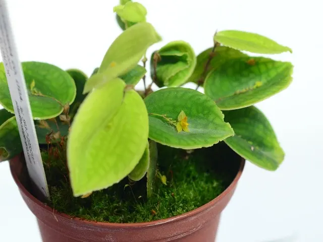 Lepanthes Ines