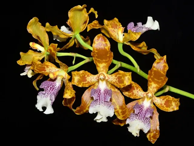 Oncidium deburghgraeveanum (Oncidium)