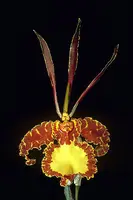 Psychopsis Mendenhall 'Hildos' FCC/AOS