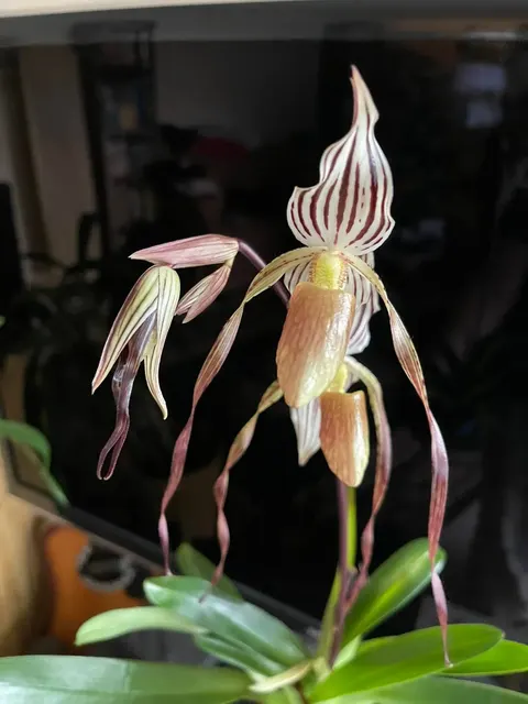 Paphiopedilum Bobby Orr (Paphiopedilum)