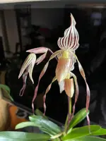 Paphiopedilum Bobby Orr