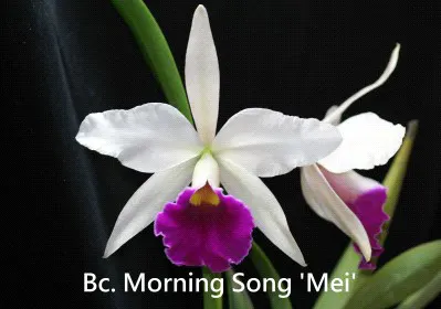 Brassocattleya Morning Song 'Mei' (Brassocattleya)