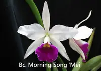 Bc. Morning Song 'Mei' SM/JOGA (VC030) (Hybrid) Bc.=Brassocattleya