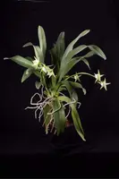 Angraecum VEITCHII — Blühfähige Pflanze