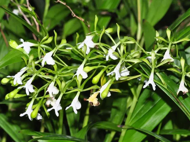 Epidendrum englerioides (Epidendrum)