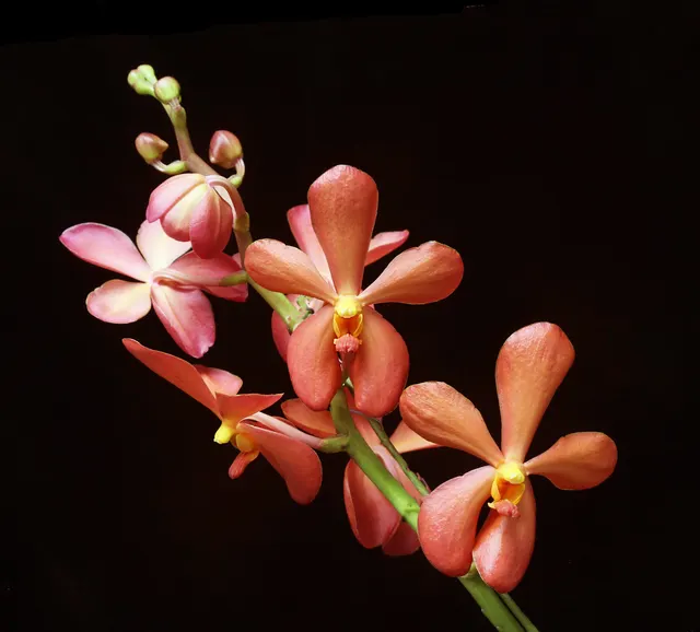Aranda Jairak Amber 'Carnelian' (Aranda)
